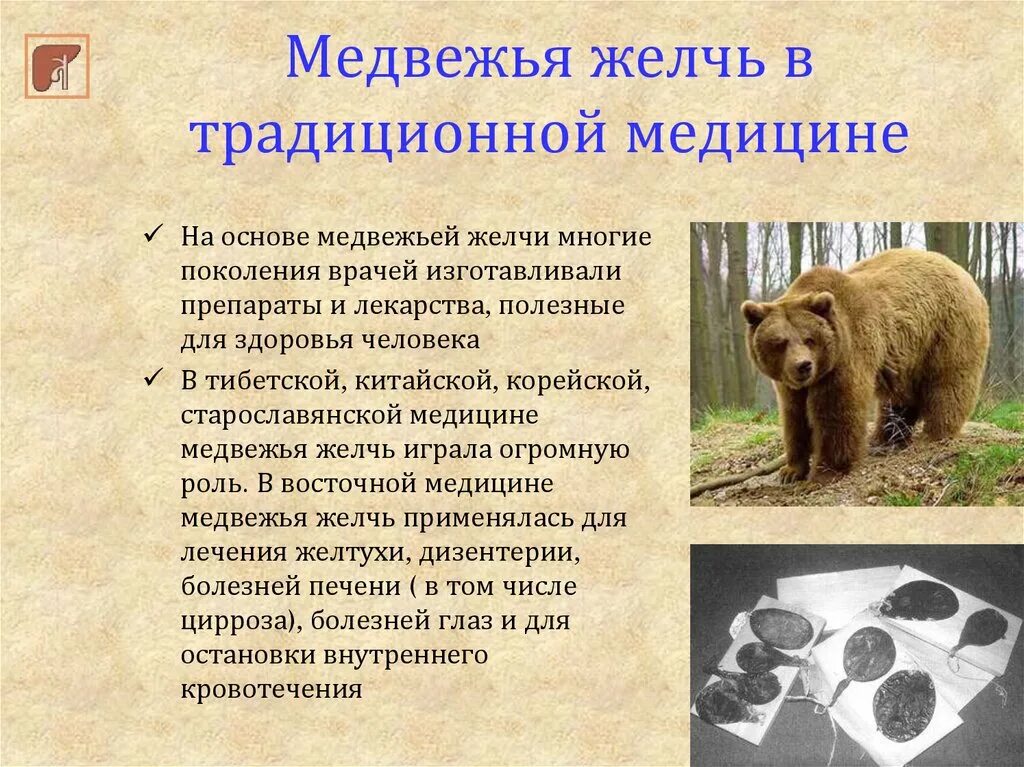 Желчь медведя. Желчь медведя для чего применяют. Желчь медведя. Желчь медведя лечебные. Медвежья желчь для чего.