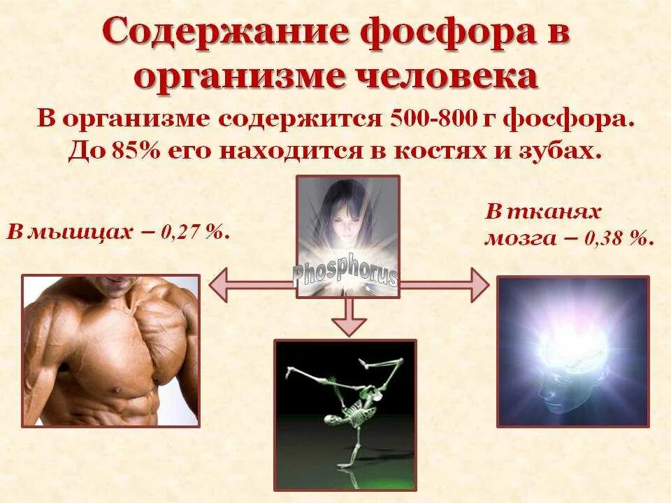 Фосфор больше всего. Фосфор в организме человека. содержание фосфора в организме. функции фосфора в организме человека. фосфор в человеческом организме.
