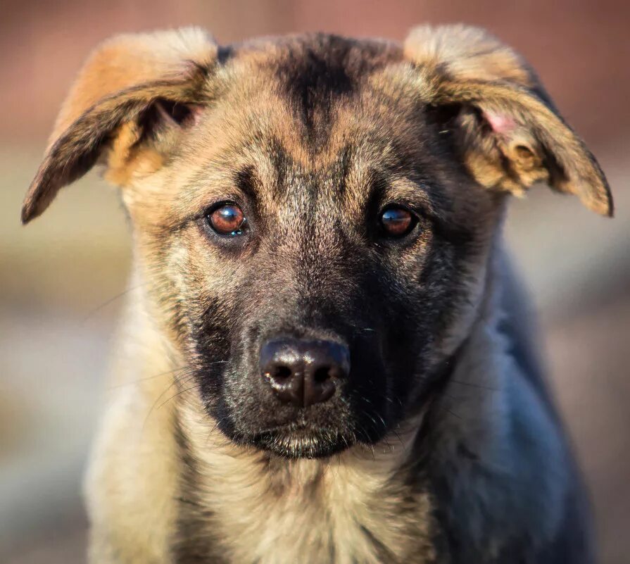 собачка дворняжка. беспородная собака дворняга. метис породы : бордер колли. дворняжка. терьер дворняга.