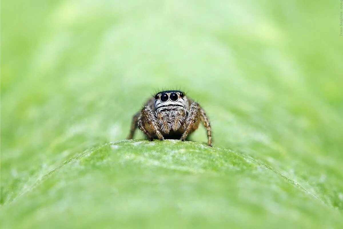 A date in the park Springspinnen, Spinne, Kleine spinne