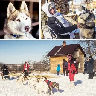 Хаски ижевск