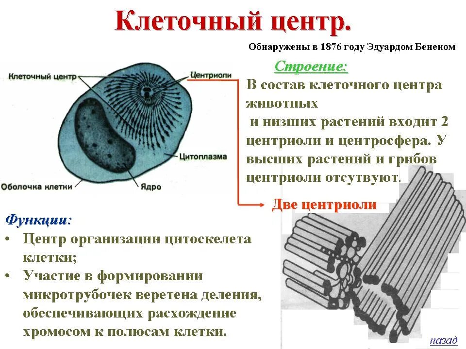 Клеточный центр функции органоида. Органоиды животной клетки клеточный центр. Органоид клеточный центр строение и функции. Клеточный центр немембранный органоид строение. Объект лизосома центриоль процесс внутриклеточное пищеварение