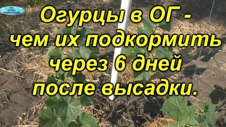 Чем подкормить огурцы в теплице для роста. Как подкормить огурцы. Чем подкормить огурцы в теплице для плодоношения в июне. Чем подкормить огурцы в теплице для роста и плодоношения. Чем подкормить огурцы в июле в открытом.