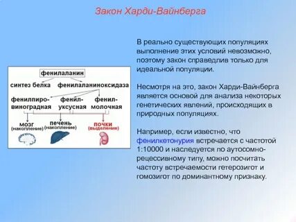 Равновесие популяции харди вайнберга