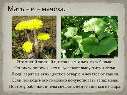 Мачеха писает видео