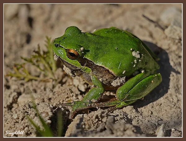 Сколько живут зеленые. Трехпалая лягушка зеленая. Жаба зелёная обыкновенная. Ярко зеленая лягушка. Лягушка бело зеленая.
