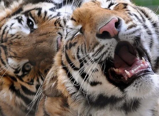 Укус тигра. Тигрица облизывается. Тигр облизывается. Страстная тигрица.