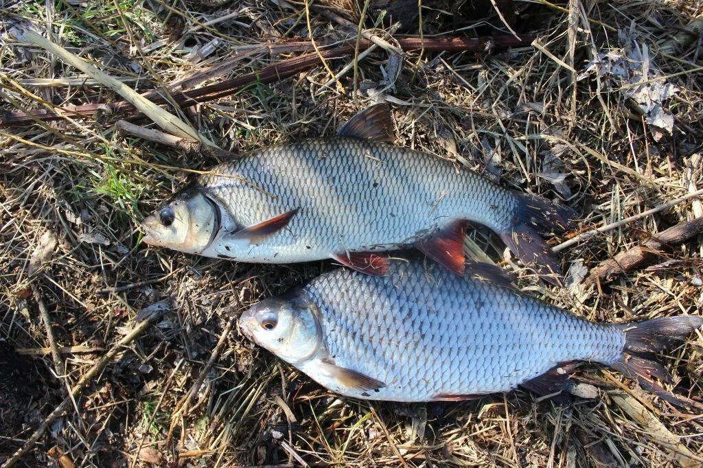 Рыба вид плотвы. Плотва rutilus rutilus. Волжская сорога. Сибирский чебак. Плотва rutilus rutilus.