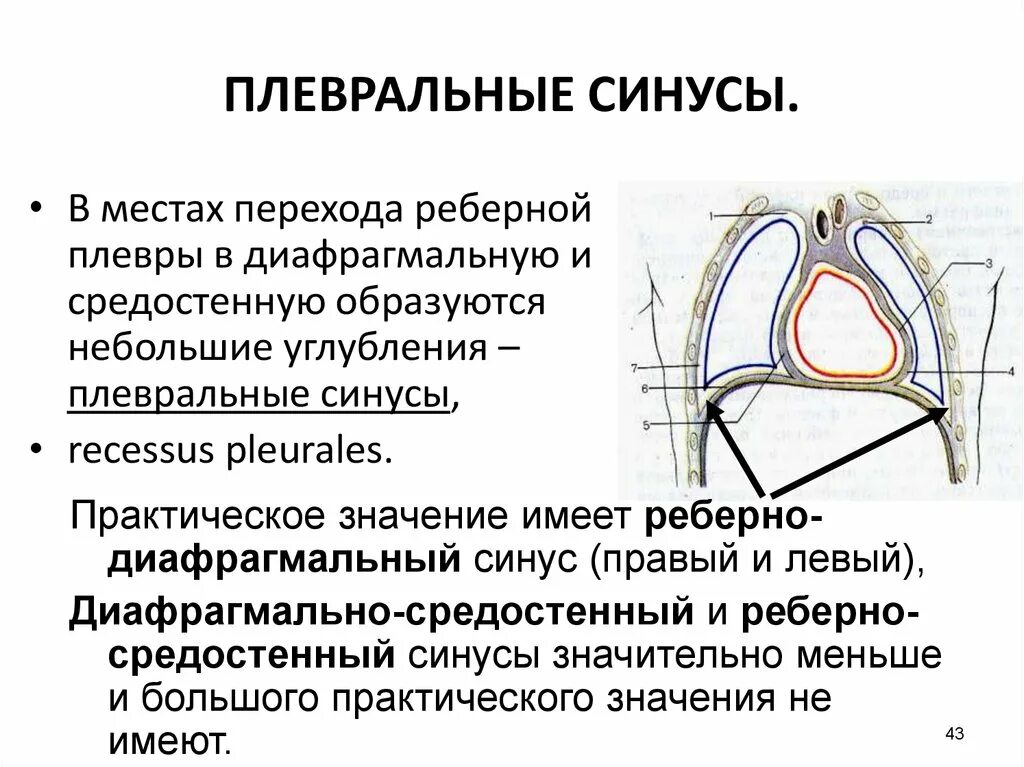 Правая плевральная полость. Плевральные синусы топографическая анатомия. Реберно медиастинальный синус плевры. Плевра строение синусы. Топография плевры синусы.