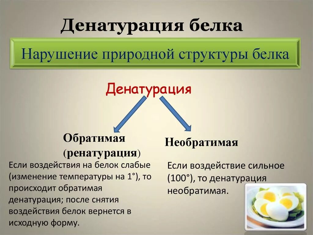 Процессы денатурации белка. Функции денатурации белка. Необратимая денатурация белка вызывается. Денатурация обратимая и необратимая. Белки денатурация.