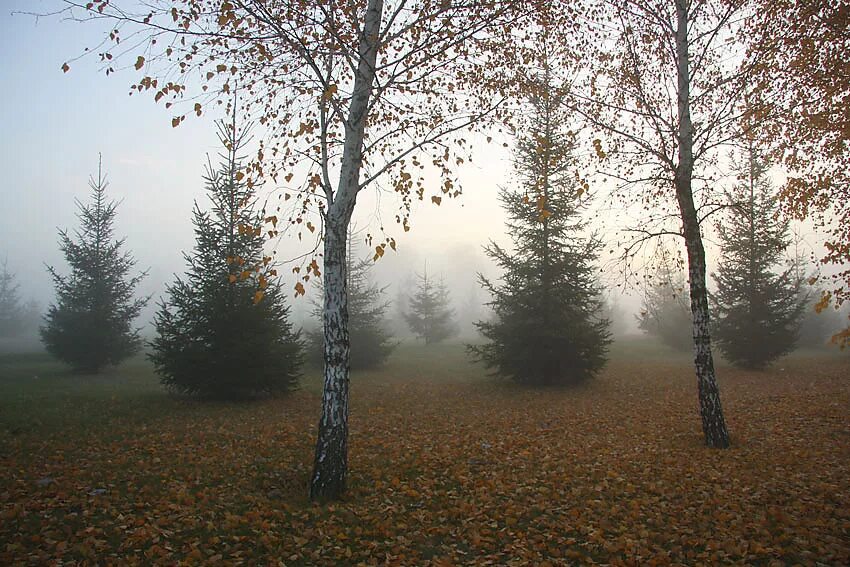 Сосна поздней осенью. Сосна и береза. Березы и сосны осенью. Березово Сосновый лес. Облетевшей березке