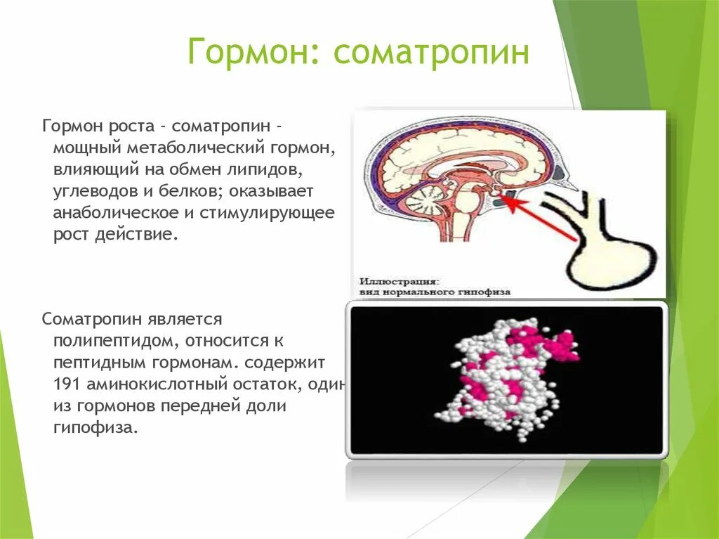 Гормон роста 8 класс. Соматропин гормон функции. Соматотропин гормон роста функции. Соматотропина – гормона роста.. Самотрапин гармон рост.