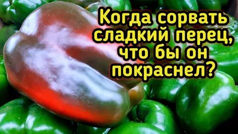 Что сделать чтобы сорванные перцы покраснели