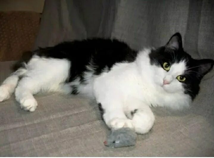 Cat Breeds: Effects On Personality, Behavior, And Health - CatTime American shor
