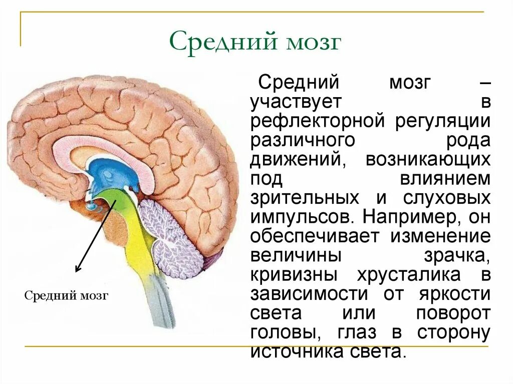 Средний мозг анатомия ЦНС. Средний мозг отделы. К основным структурам среднего мозга относят. Средний мозг строение кратко.