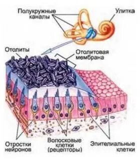 Отолиты это