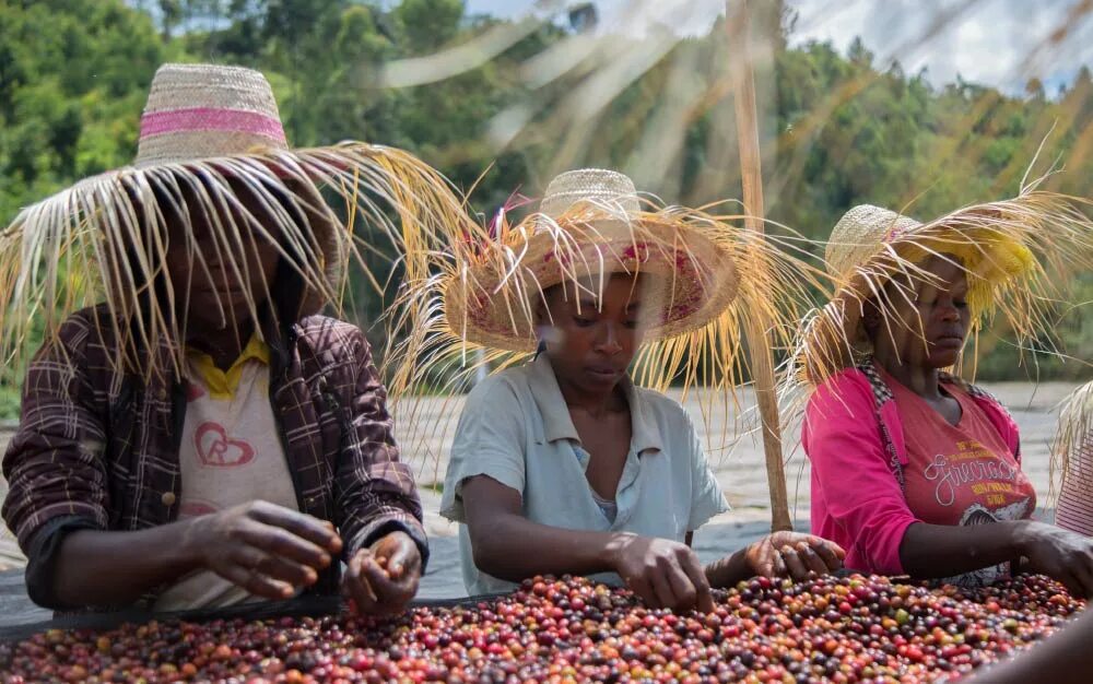 Эфиопия какая экономика. Эфиопия Сидамо плантации. Кофе Абиссиния Эфиопия. Эфиопия кофейные плантации. Плантации кофе в Эфиопии.