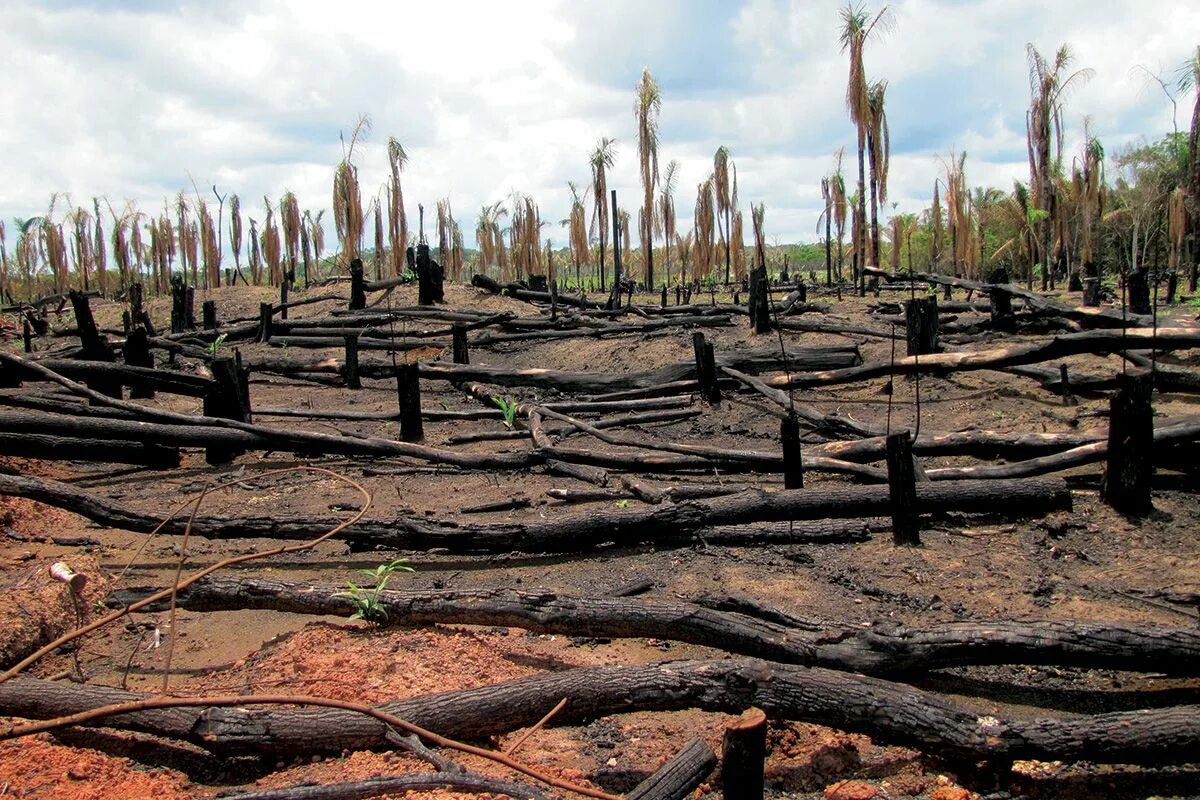 Cut down plant. Долина Мехико обезлесение. Обезлесение и опустынивание. Уничтожение лесов. Вырубка лесов.