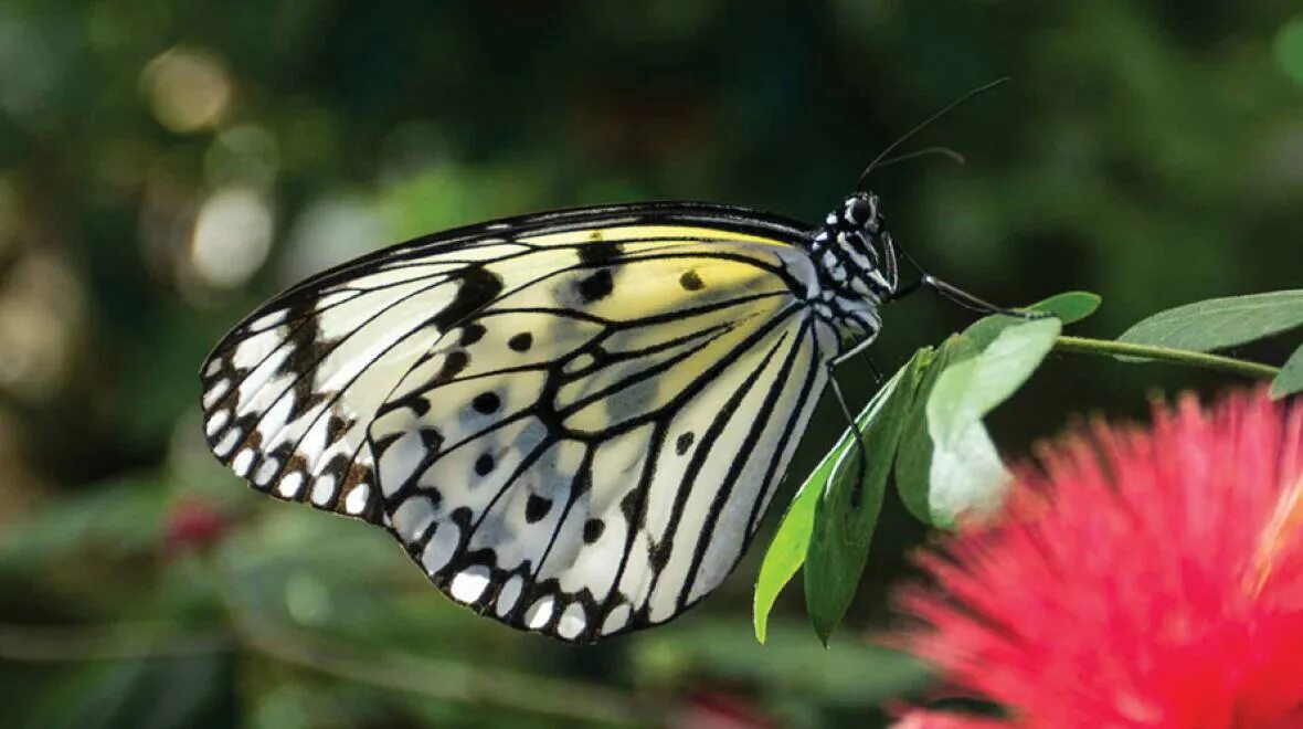 Butterfly does
