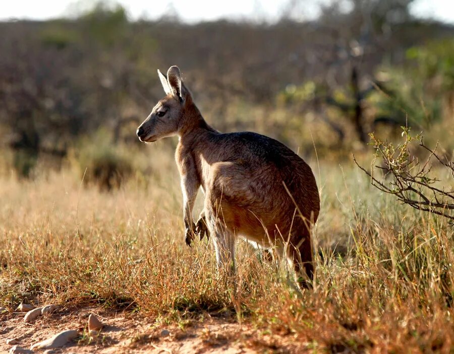 Эндемики австралии кенгуру. Серый исполинский кенгуру. Материк австралия животные. Австралийские дикие животные. Кенгуру в австралии.