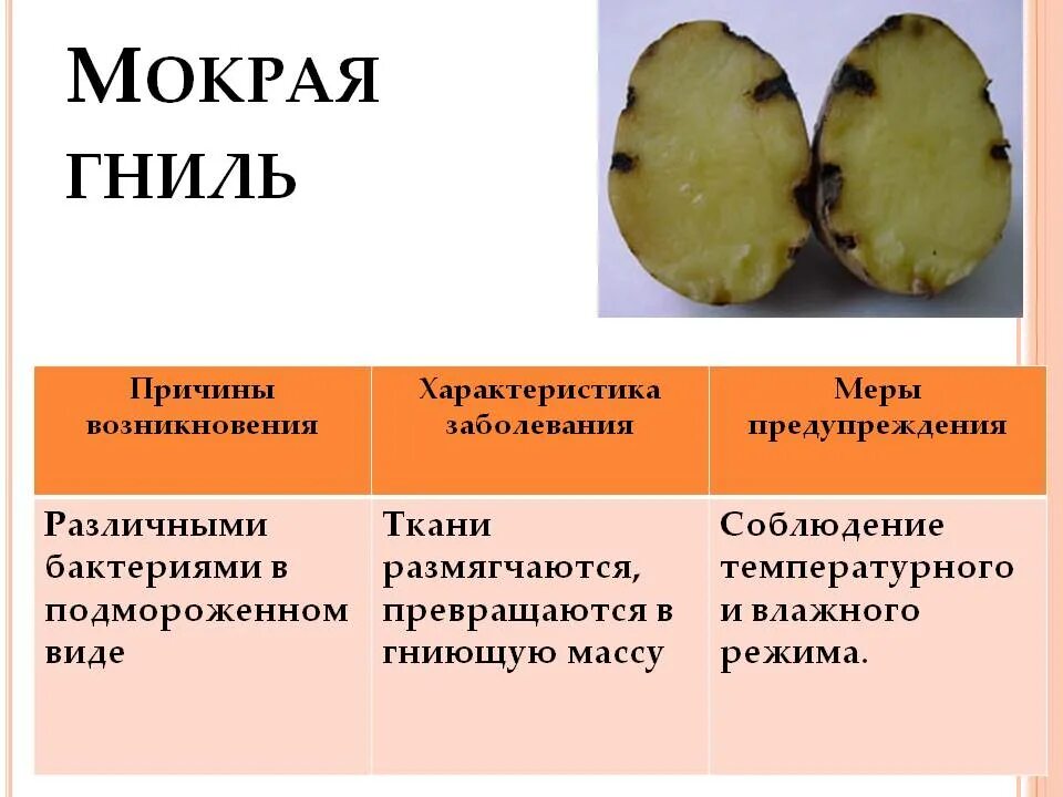 Причина появления темных. Болезни и повреждения картофеля. Болезни картофеля их возникновение. Болезни картофеля гниль. Гниль болезнь растений.