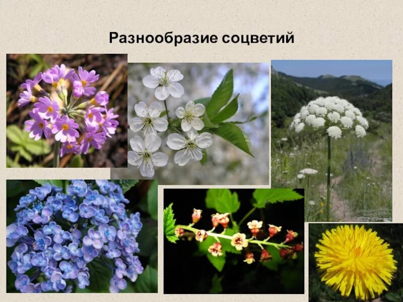 Разнообразие соцветий впр 6 класс. Разнообразие соцветий. соцветия растений. соцветие цветка. цветки собраны в соцветие.