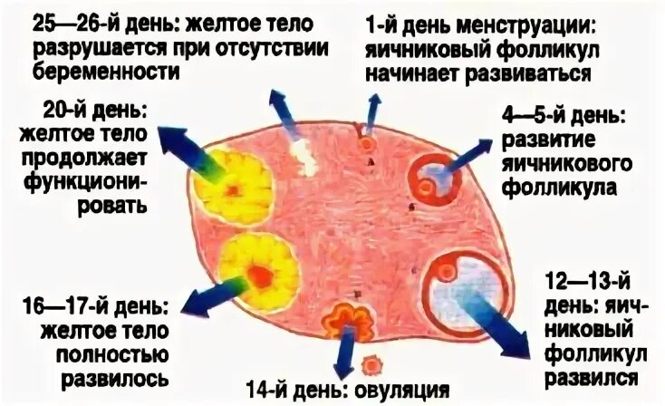 Рассказ во время месячных