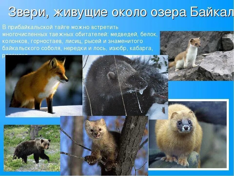 Растения и животные реки байкал: найдено 90 изображений