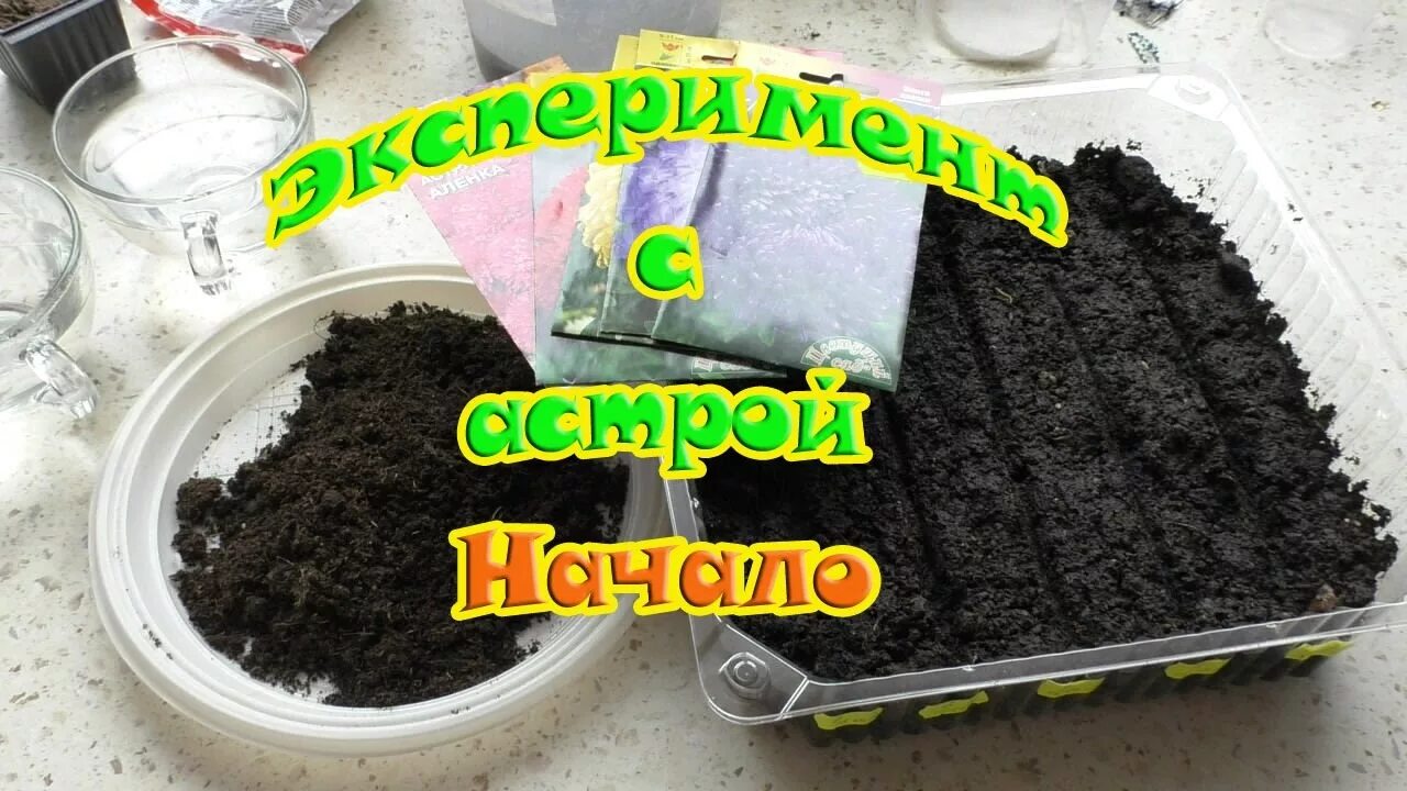 Посев семян астры в грунт. Проращивание семян астры. астры размножение семенами.