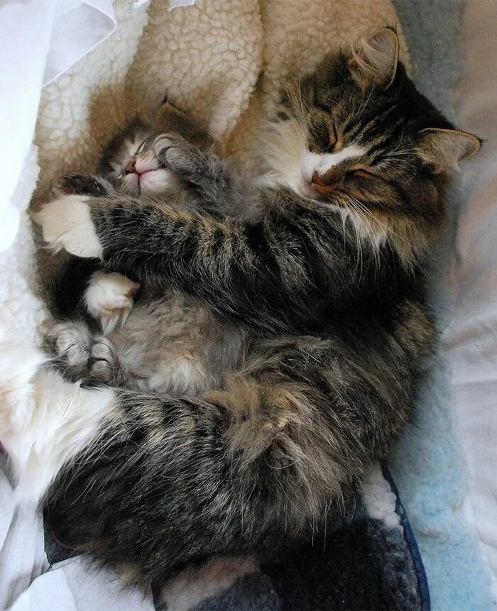 Мамины коты. Спящие котята. Котята с мамой. Маленькие котята с мамой.