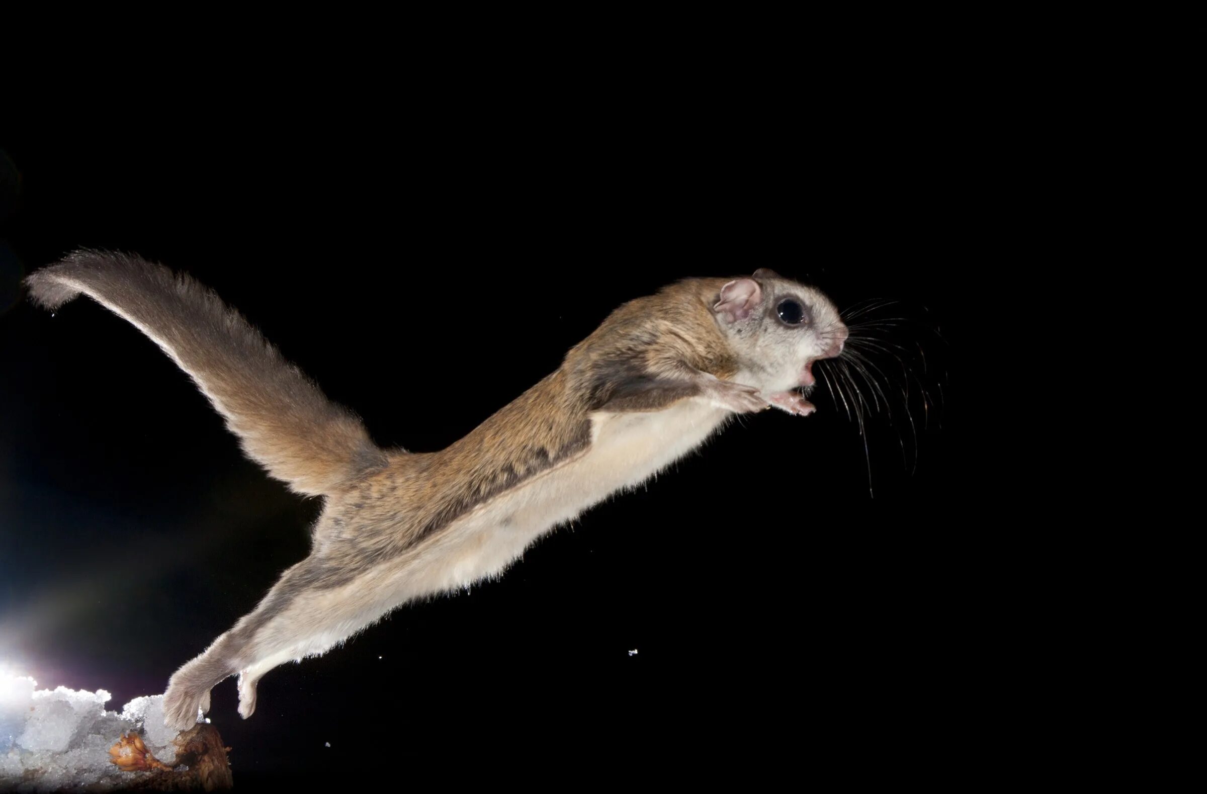 обыкновенная летяга. белка летяга. белка летяга поссум. соня летяга. египетский крылан.