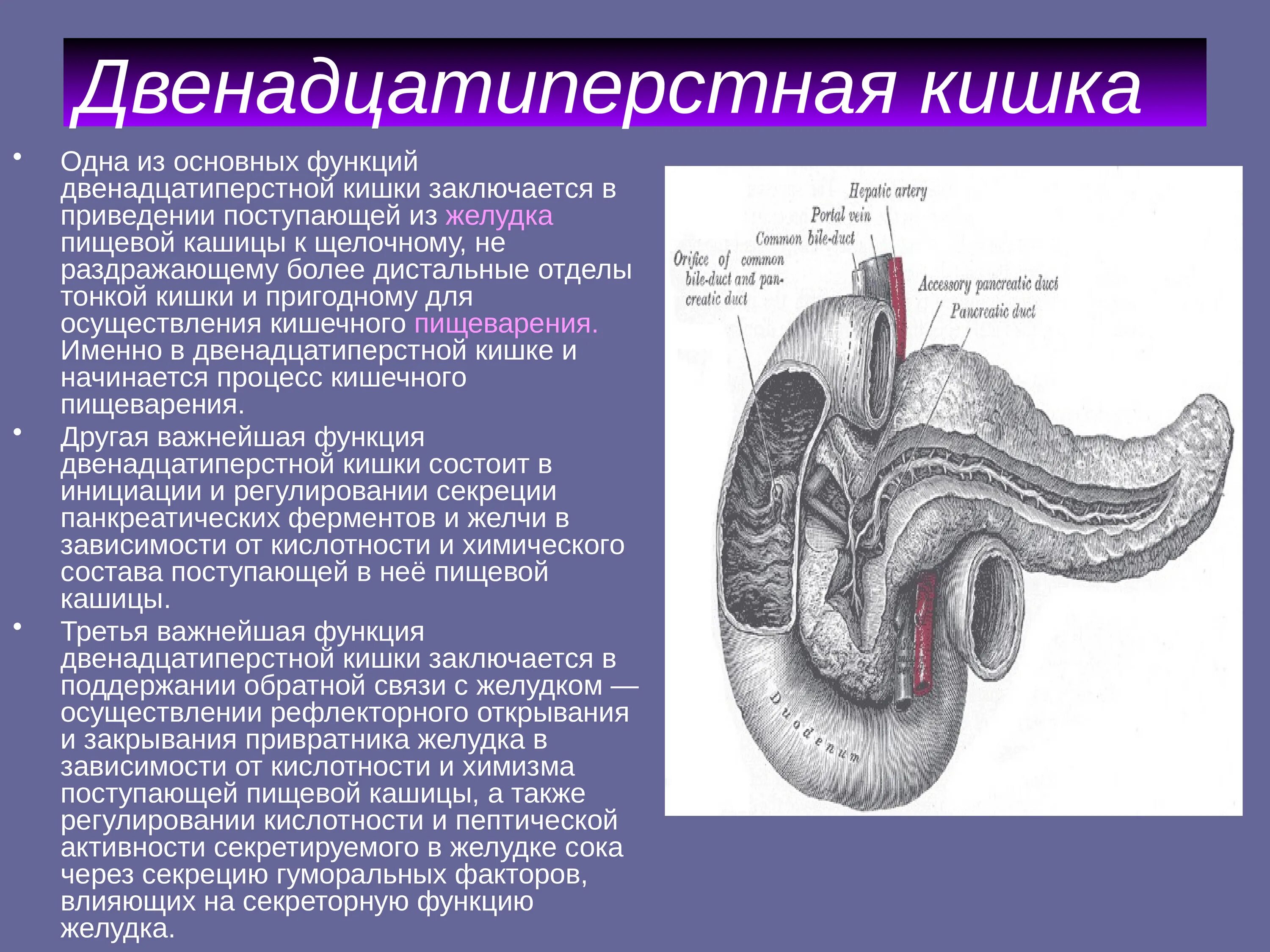 Кишечник особенности и функции. 12 Перстная кишка строение и функции. Функции 12 перстной кишки. 12 Ти перстная кишка функции. Отделы 12 перстной кишки анатомия.