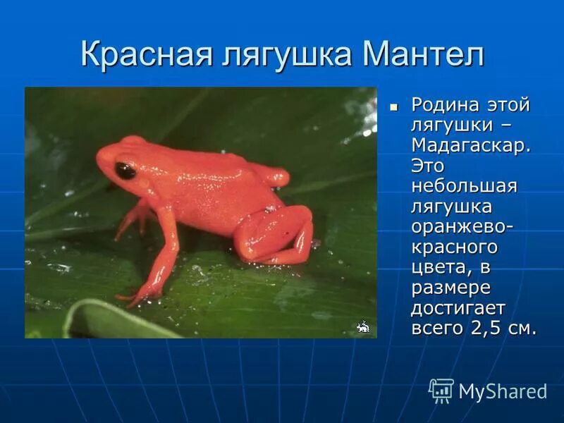 Редкие виды лягушек. Лягушки занесенные в красную книгу. Рептилии красной книги. Меры по охране земноводных сообщение. Редкие земноводные.