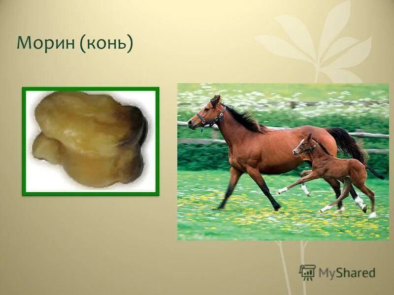 5 драгоценных животных бурятии. Табан хуушул мал скульптура. 5 драгоценных животных бурятии. Шагай наадан морин. Животные на бурятском.