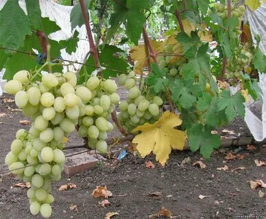 Виноград мускат отзывы