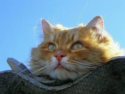 Слушать котову
