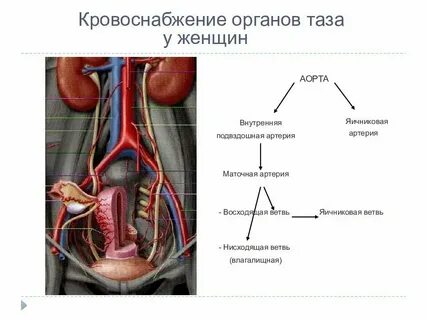 Нарушения органов малого таза