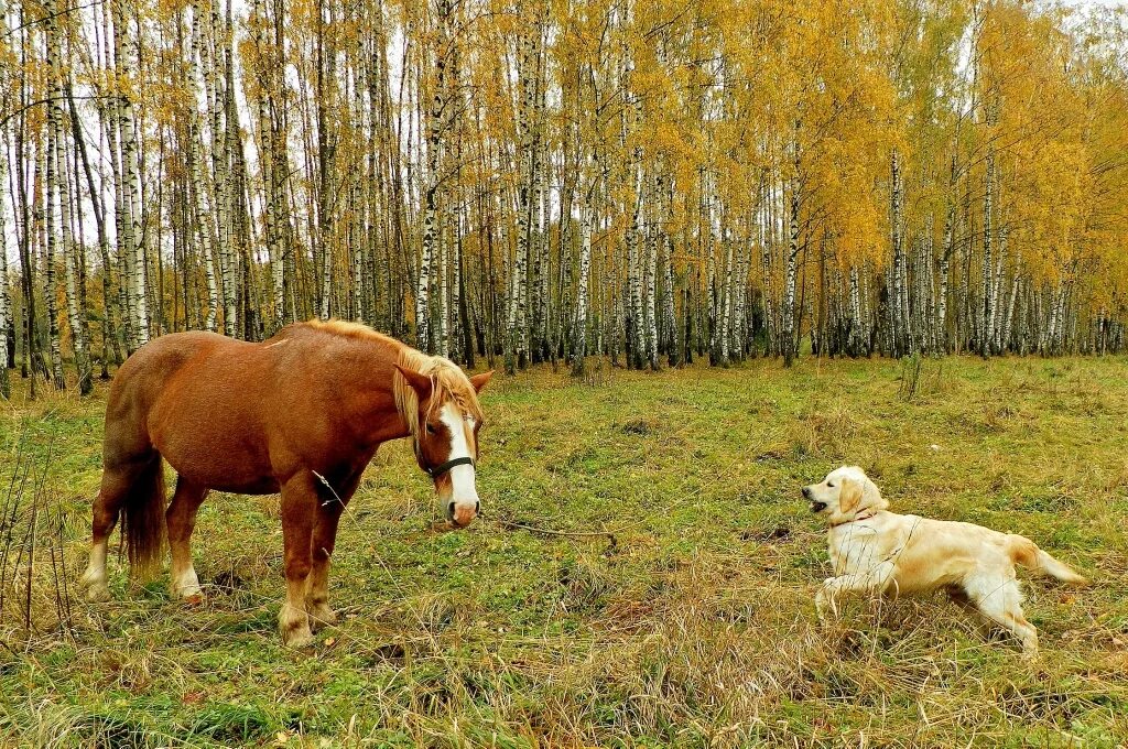 Большие собаки и лошади. Лошадь осень. Лошадь и собака. Собака конь. Щенок и лошадь.