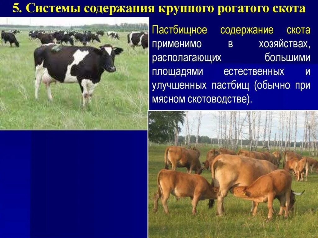 Разведение и содержание крупного рогатого скота. Пастбищная система содержания крс. стойлово пастбищная система крс. способы содержания крупного рогатого скота. системы и способы содержания крупного рогатого скота.