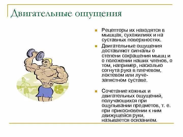 Значение мышечного чувства для людей разных профессий. Мышечно двигательные ощущения. Двигательными ощущениями называют. Двигательные ощущения в психологии. Физиологическая основа ощущений.