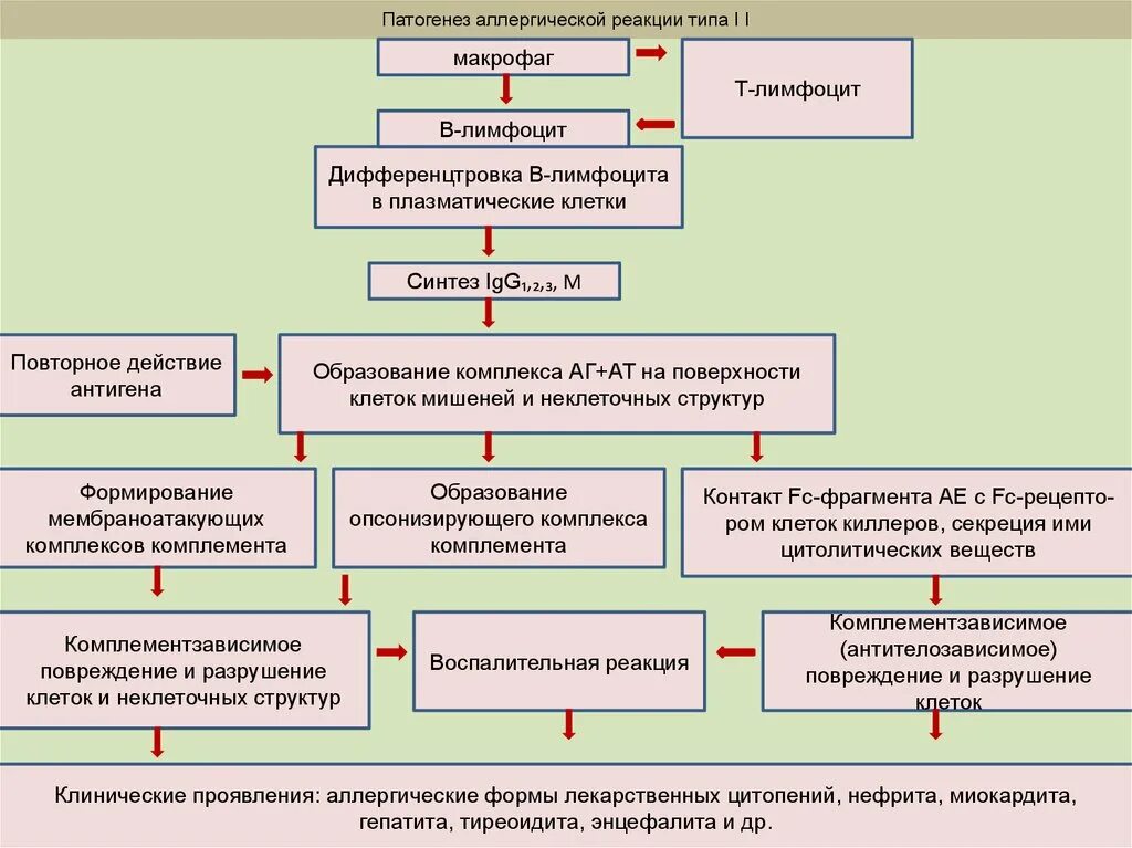 Признаки патогенеза. Механизм развития аллергии 2 типа. Аллергическая реакция 2 типа механизм развития. Схема аллергической реакции 2 типа. Второй Тип аллергической реакции схема.