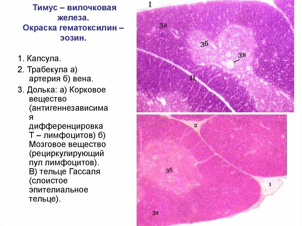 Тимус ребенка гистология препарат. Вилочковая железа гистология препарат. Гипофиз гистология гематоксилин эозин. Строение вилочковой железы гистология.