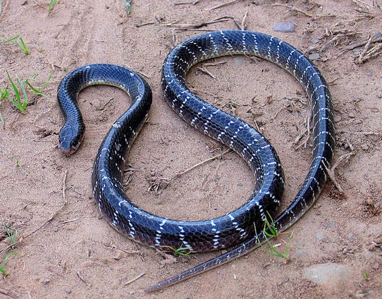 Snakes are dangerous. Малайский Крайт змея. Ленточный Крайт змея. Малайский синий Крайт. Синий Крайт змея.