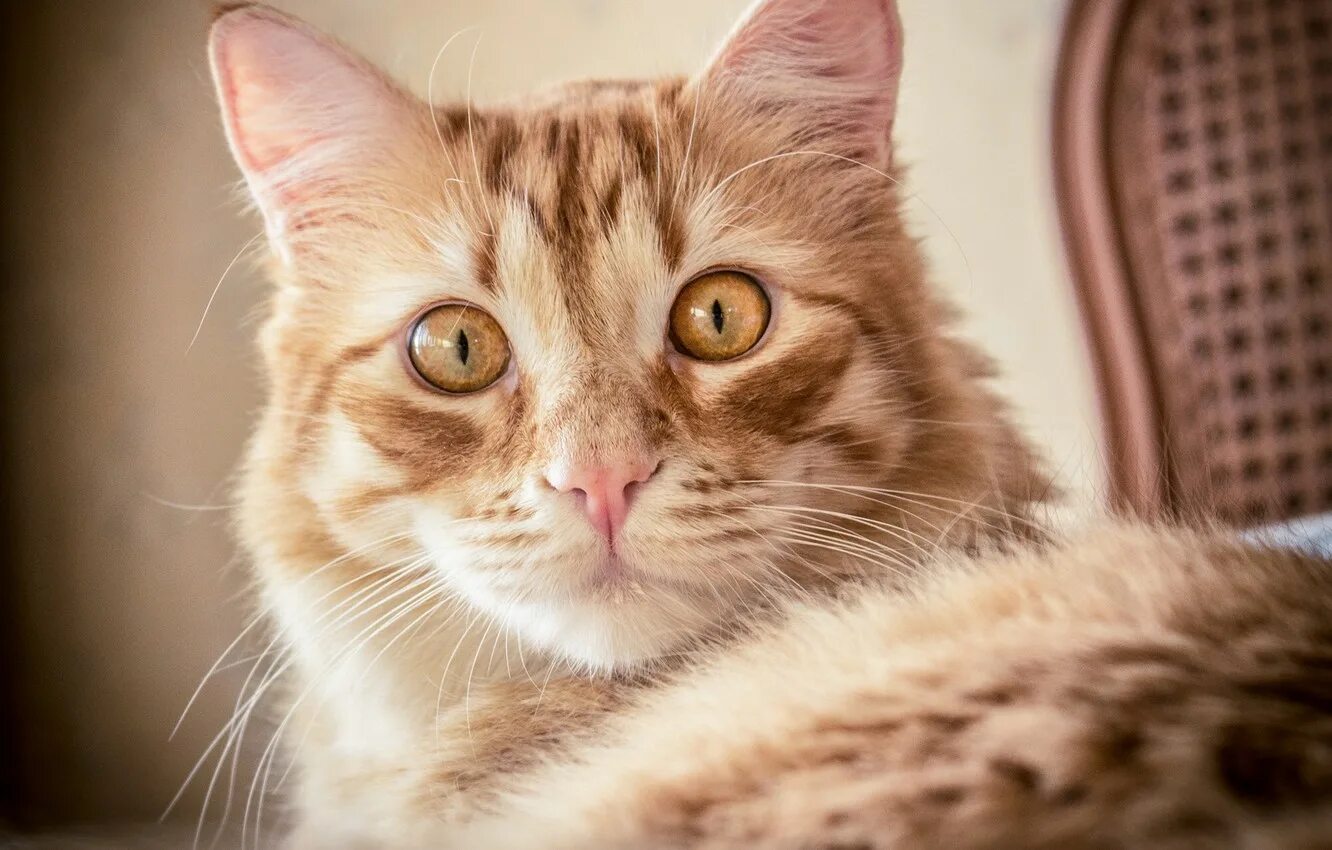 Удивленный кот. Удивленный рыжий кот. Мордочка рыжего кота. Котенок удивление. Кошка удивлена