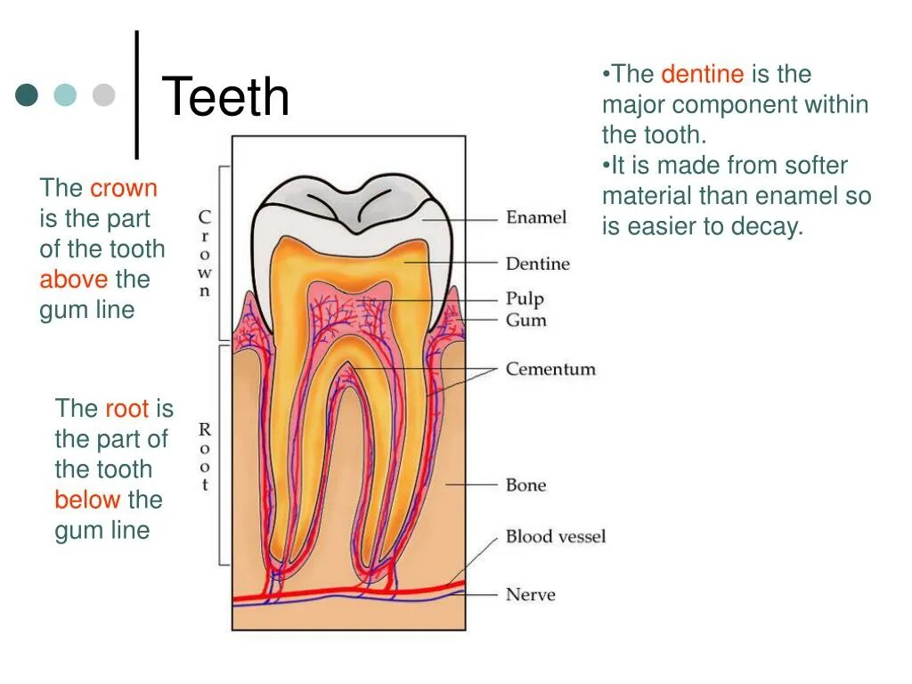Tooth Parts. The structure Parts of the Tooth. Above the line below the line. Below this line