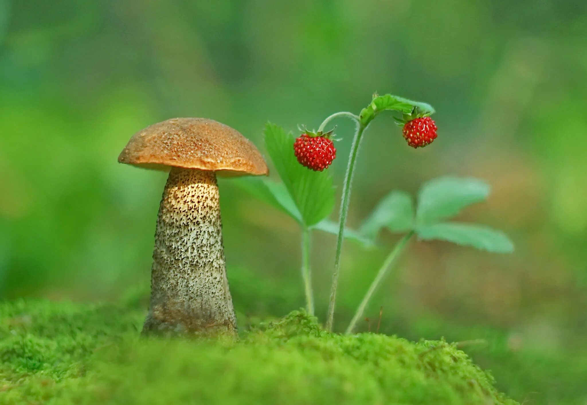 Мир природы грибы. Грибы в лесу. Лес грибы ягоды. Лето грибы. Грибы в траве.