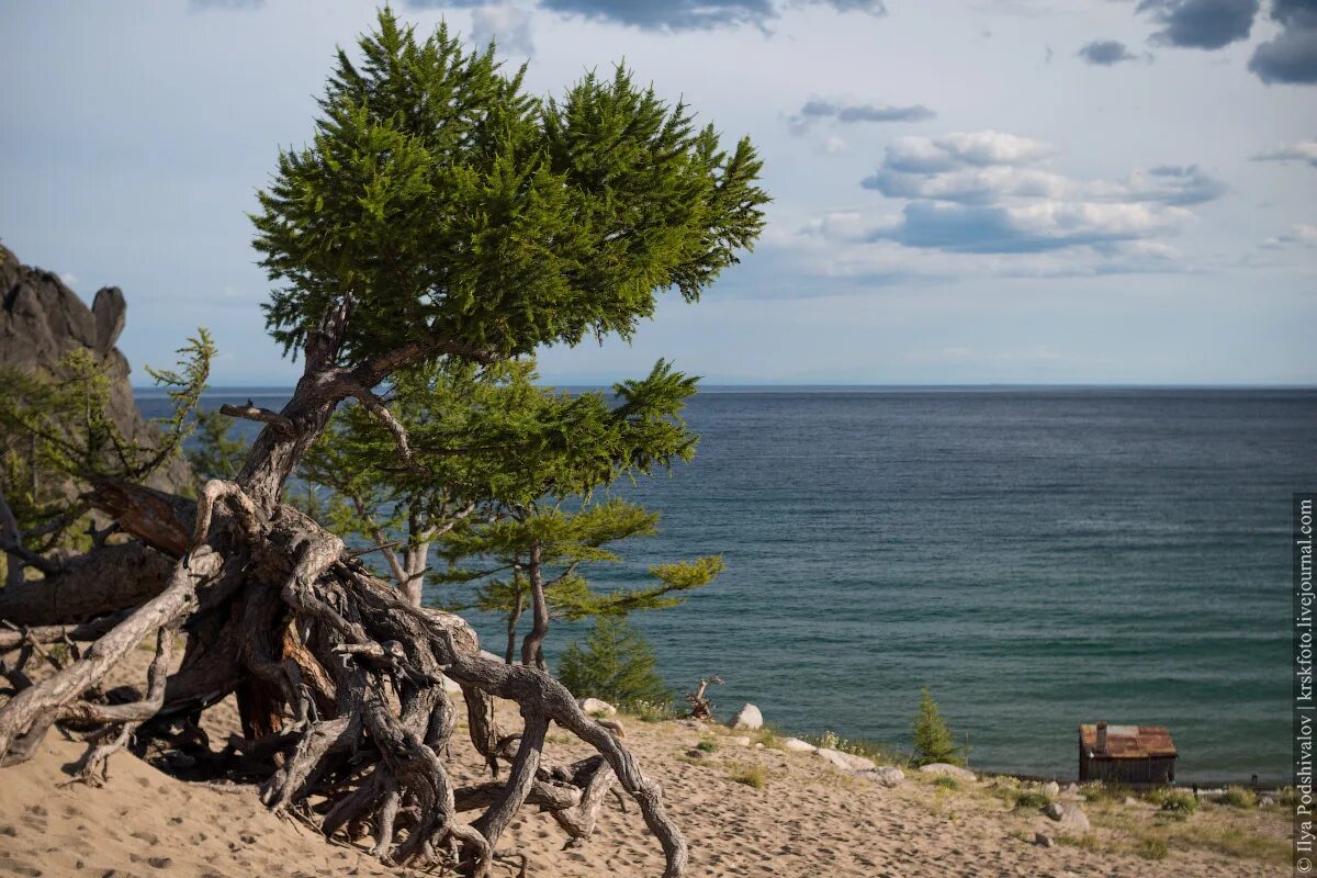 сосны на ольхоне. ходульные деревья на байкале. бухта песчаная ходульные деревья. ольхон дерево. ольхон бухта песчаная.