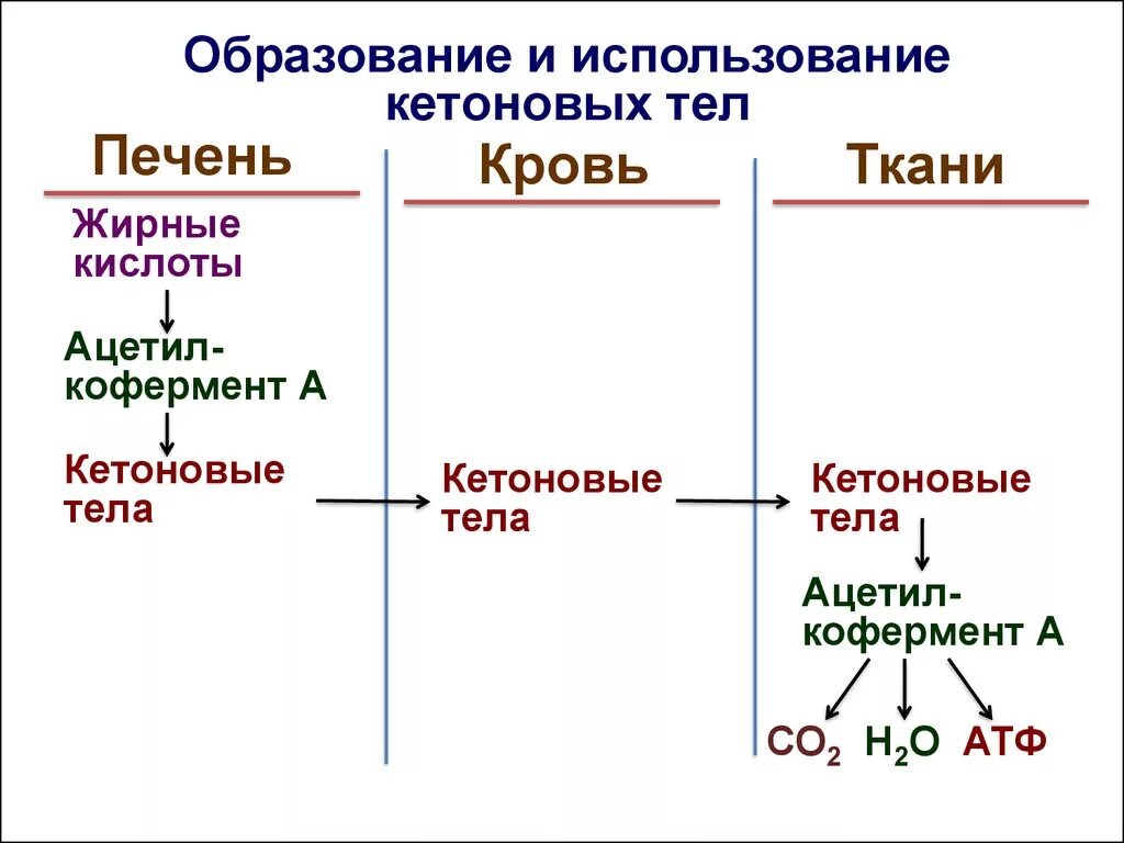 Жирные кислоты в печени. Схема образования в организме кетоновых тел. Схема использования кетоновых тел биохимия. Синтез кетоновых тел схема. Схема синтеза кетоновых тел в биохимии.