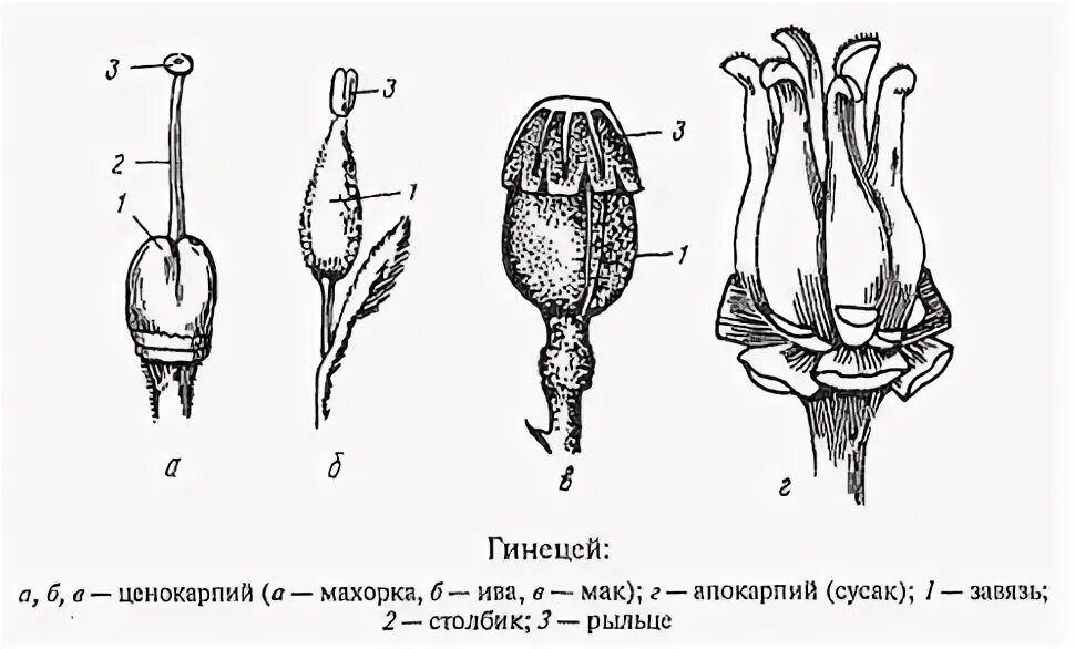 Строение апокарпного гинецея. Двучленный гинецей это. Апокарпный и ценокарпный гинецей. Типы гинецея и завязи. Гинецей вконтакте