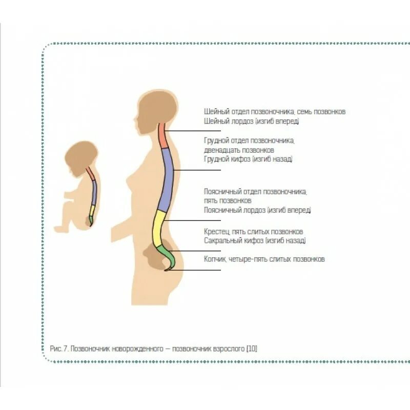 Позвоночник новорожденного. Изгибы позвоночника у новорожденного. Физиологические изгибы позвоночника у новорожденного. Шейный изгиб позвоночника у ребенка появляется в. Изгибы позвоночника у детей
